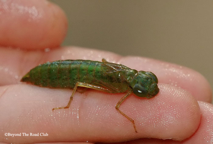 Dragonfly Nymph