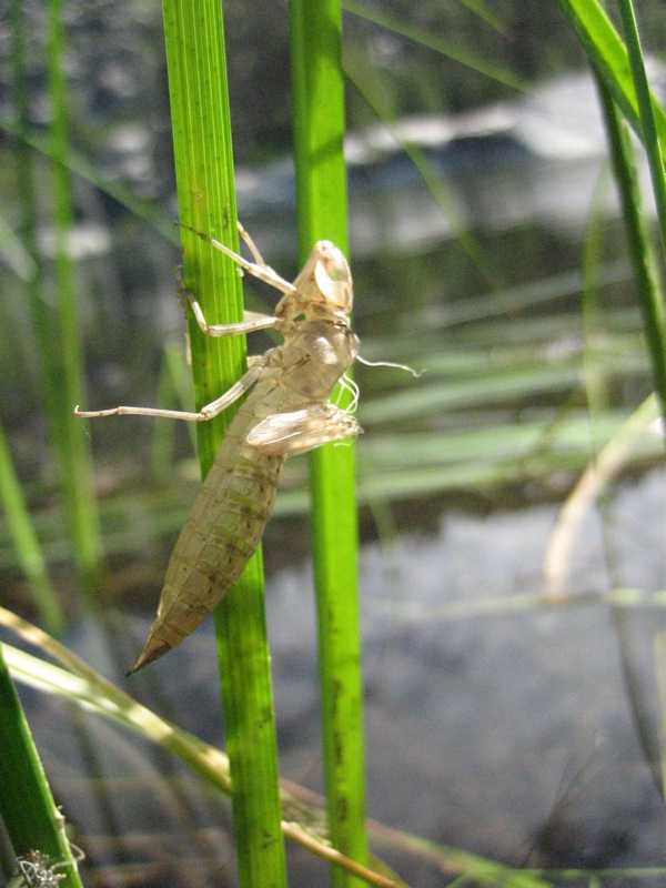 Dragonfly Nymph