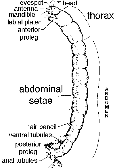 Dragonfly Nymph Diagram