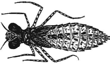 Dragonfly Nymph Diagram