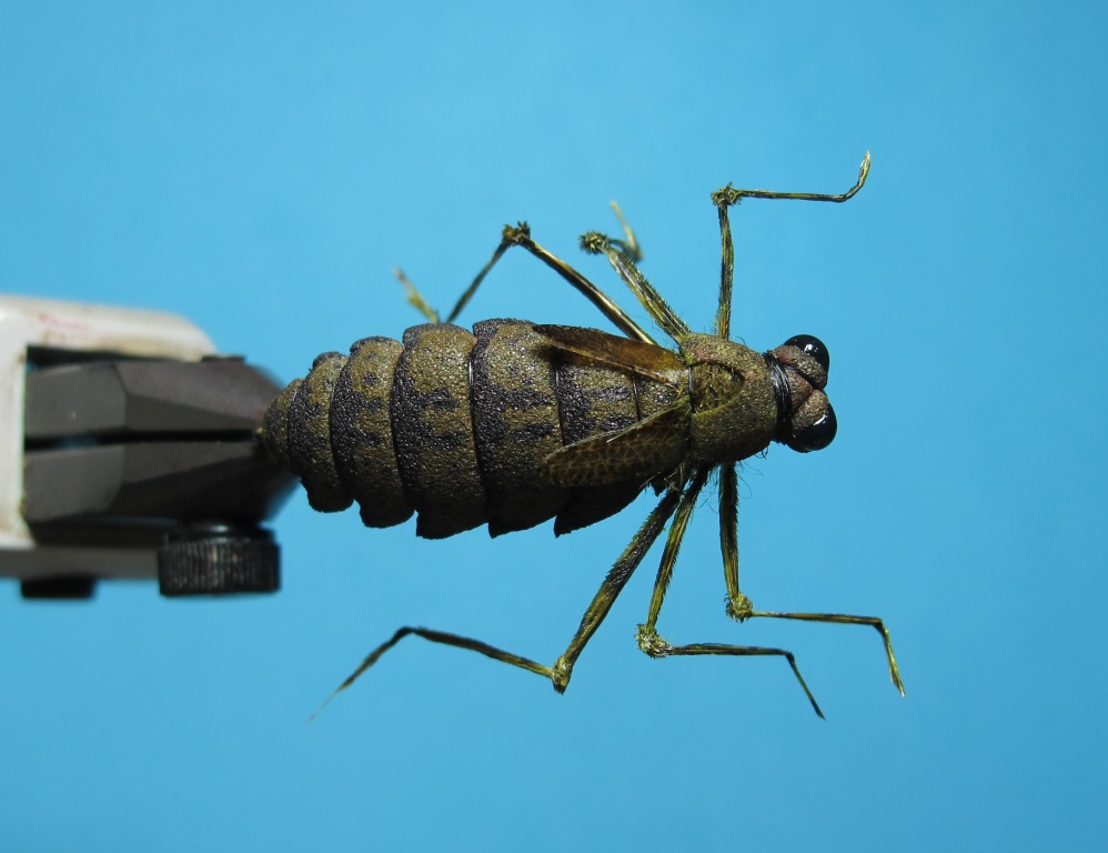 Dragonfly Nymph Fly Tying