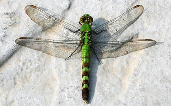 Dragonfly Nymph Identification