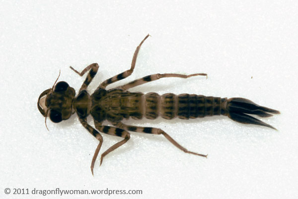 Dragonfly Nymph Identification