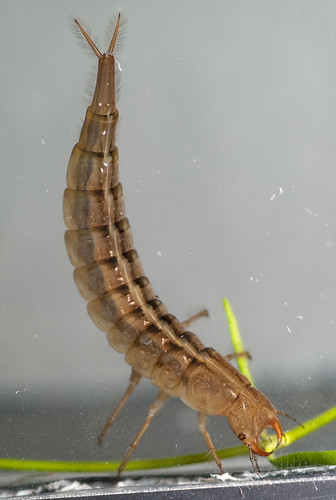 Dragonfly Nymph Identification