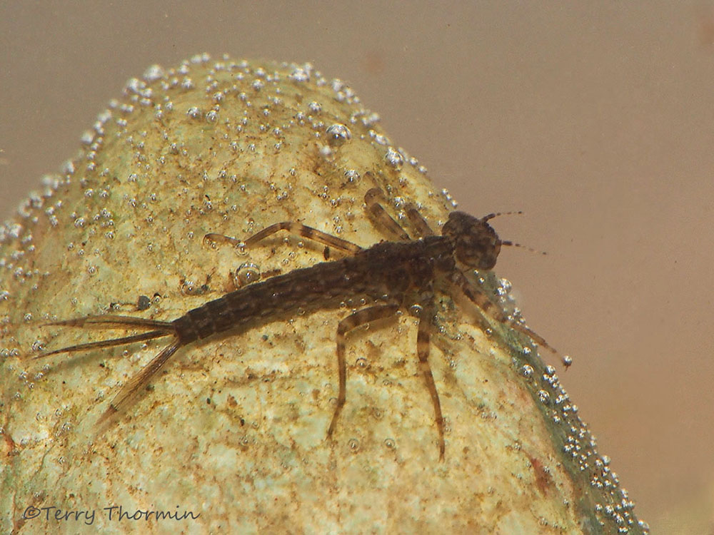 Dragonfly Nymph In Water