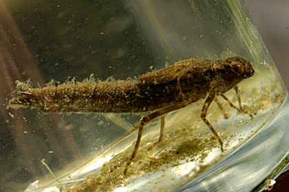 Dragonfly Nymph In Water