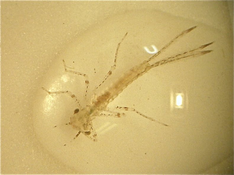 Dragonfly Nymph In Water