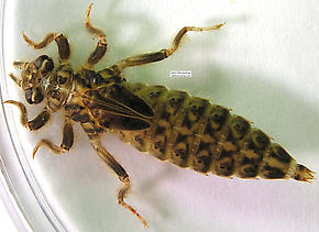 Dragonfly Nymph In Water