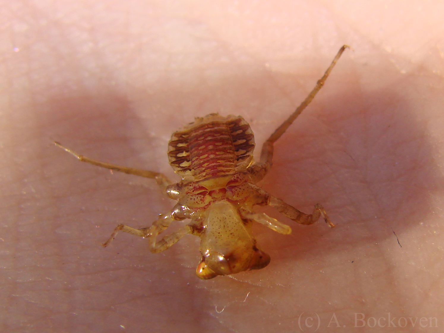 Dragonfly Nymph Jaw