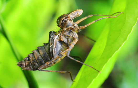 Dragonfly Nymph Jaw