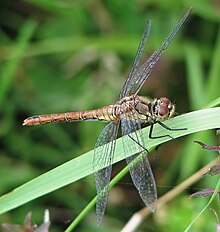 Dragonfly Nymph Jaw