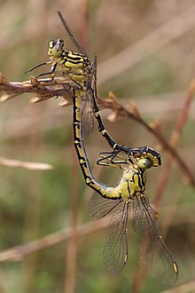 Dragonfly Nymph Jaw