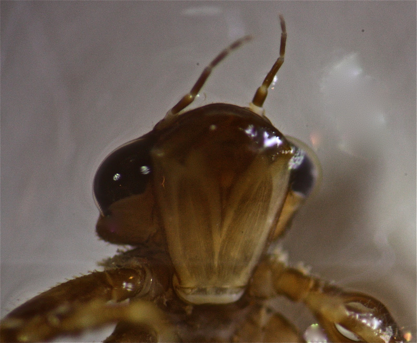 Dragonfly Nymph Mouth