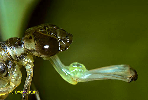 Dragonfly Nymph Mouth