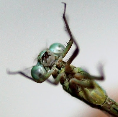 Dragonfly Nymph Mouth