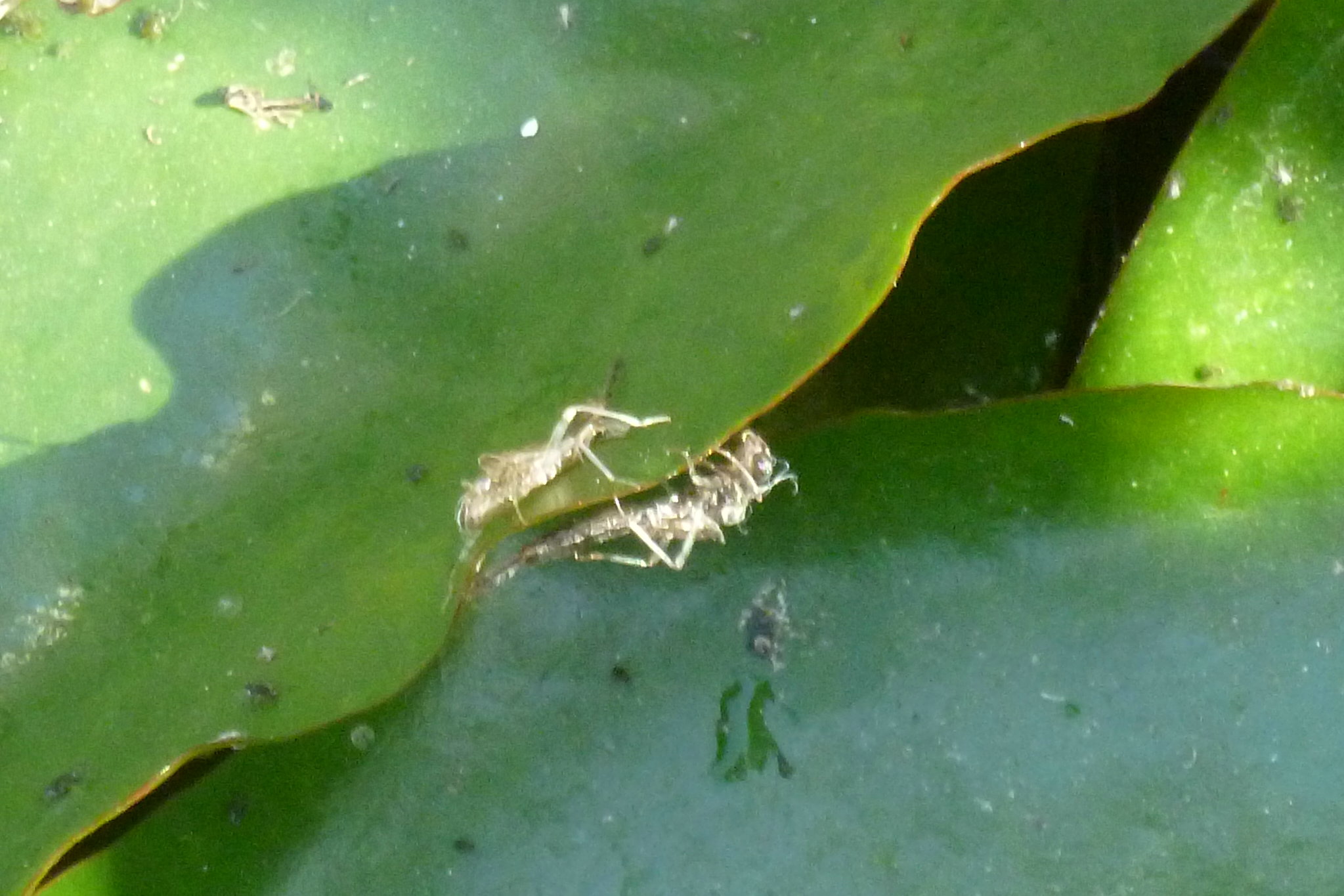 Dragonfly Nymph Pictures