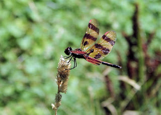 Dragonfly Nymph Pictures