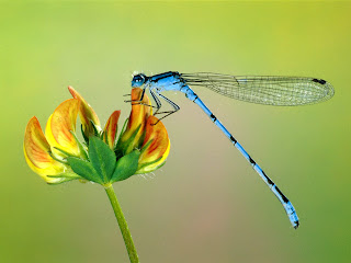 Dragonfly Pictures