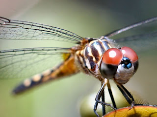 Dragonfly Pictures