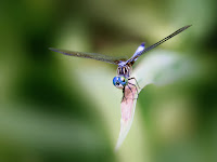 Dragonfly Pictures