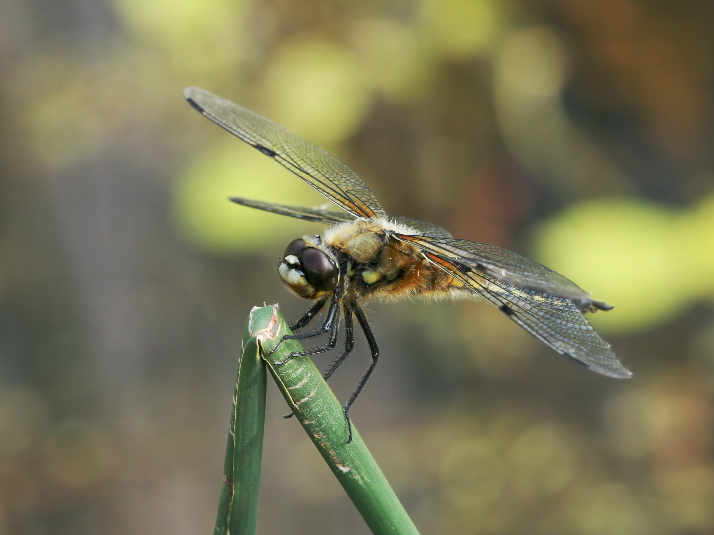 Dragonfly Pictures