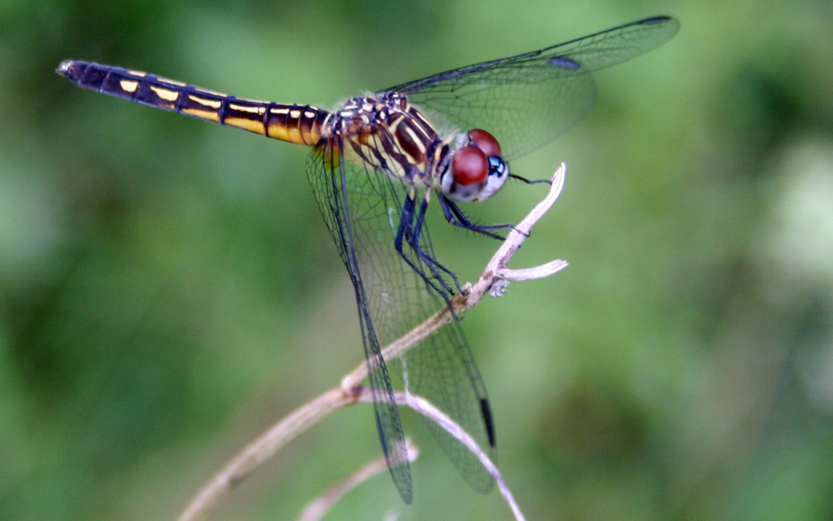 Dragonfly Pictures