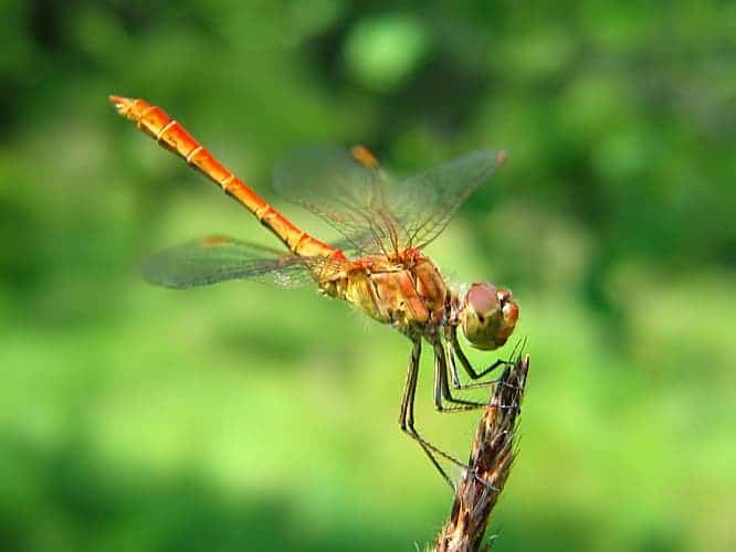 Dragonfly Pictures