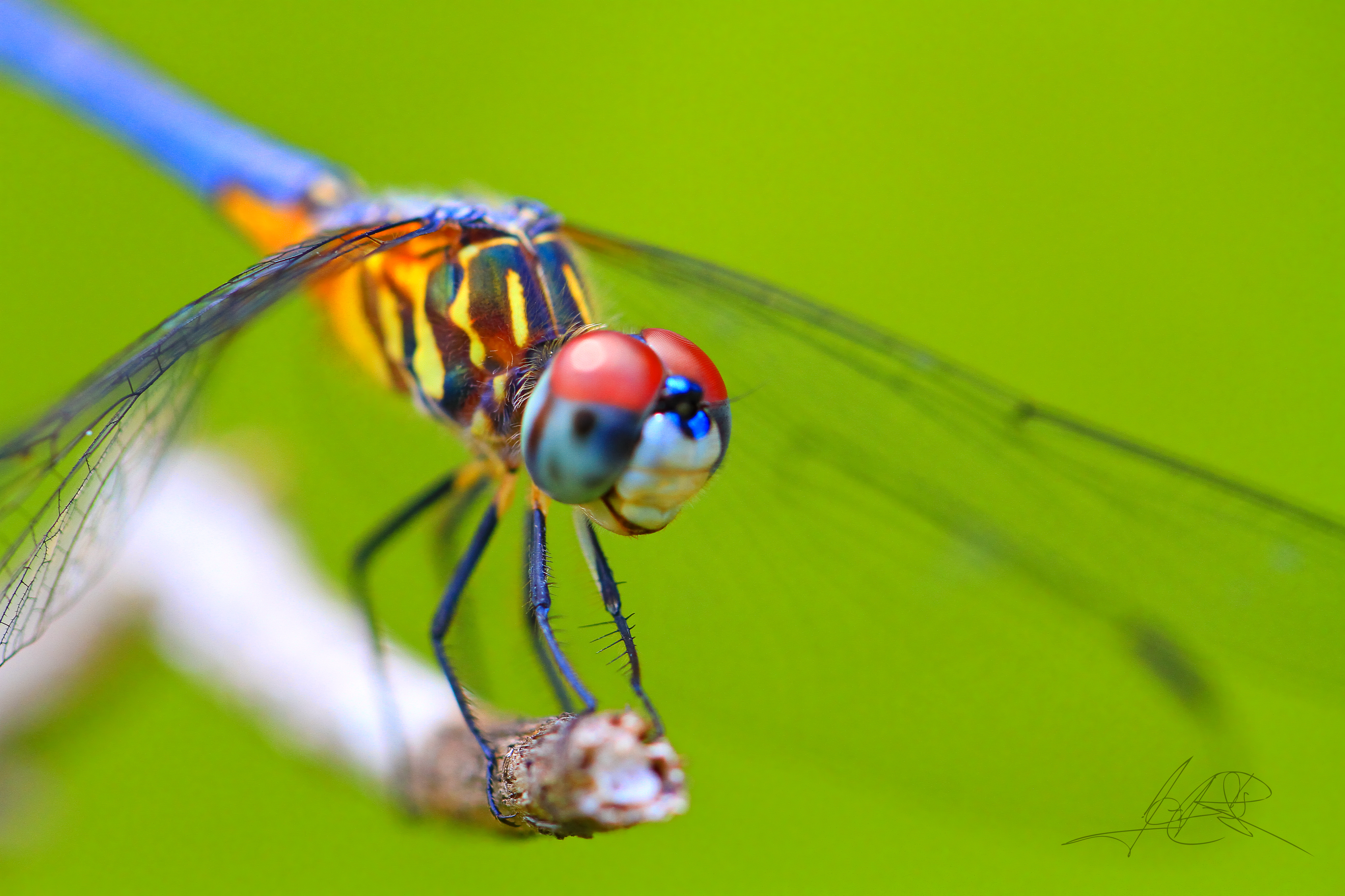 Dragonfly Pictures