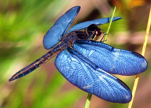 Dragonfly Pictures