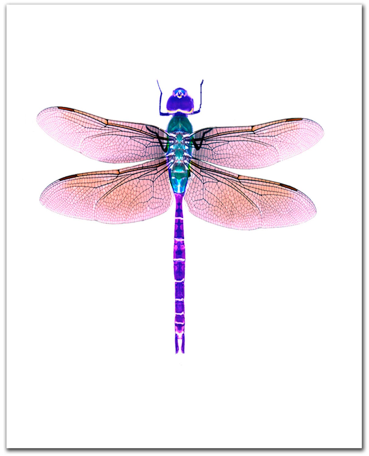 Dragonfly Pictures