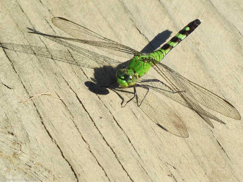 Dragonfly Pictures Close Up