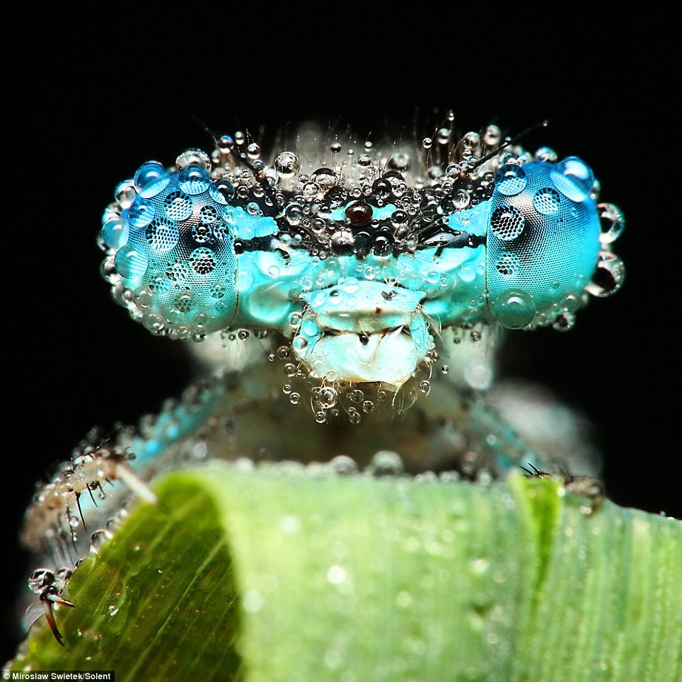 Dragonfly Pictures Close Up