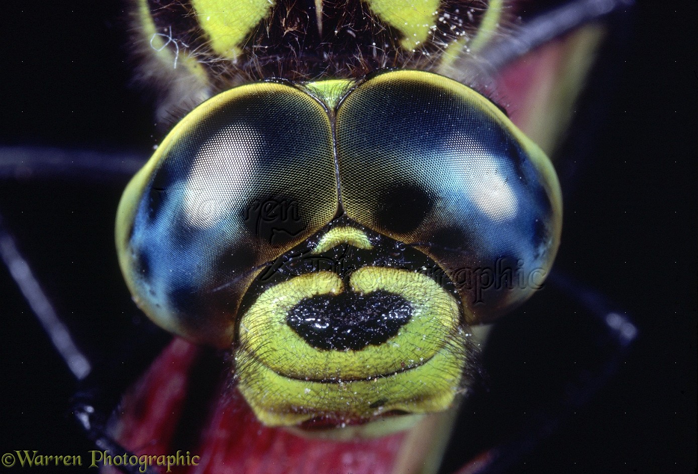 Dragonfly Pictures Close Up