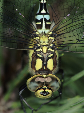 Dragonfly Pictures Close Up