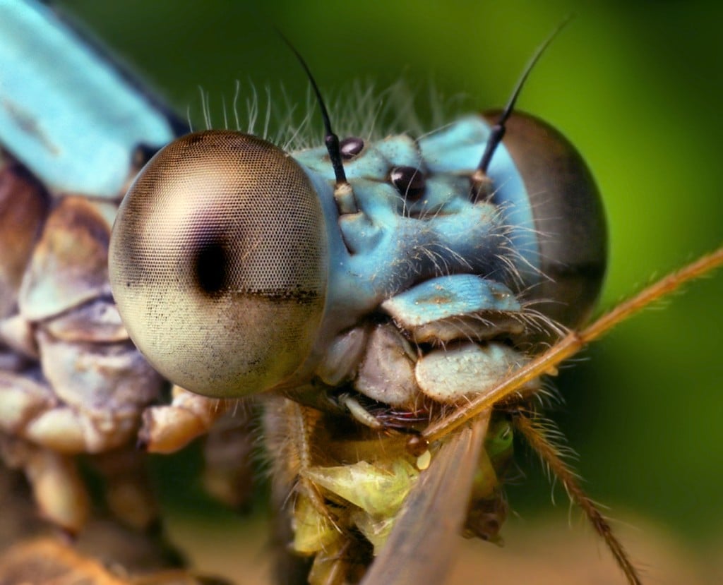 Dragonfly Pictures Close Up