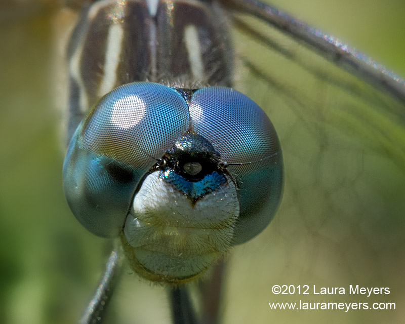 Dragonfly Pictures Close Up