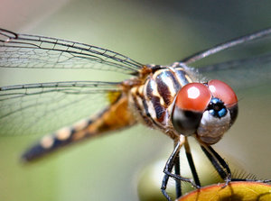 Dragonfly Pictures Close Up