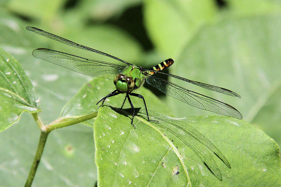 Dragonfly Pictures Close Up