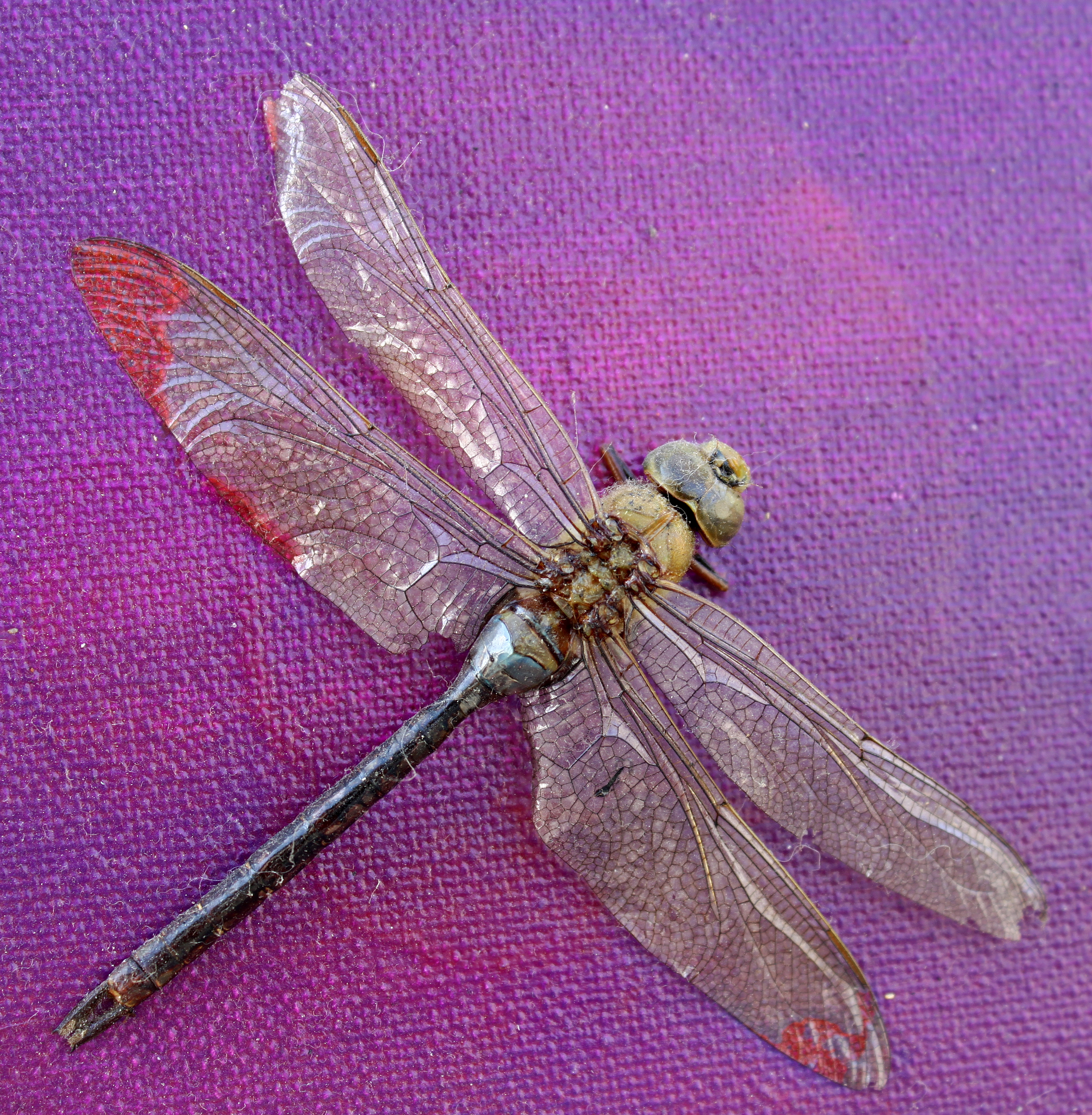 Dragonfly Pictures Close Up