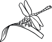 Dragonfly Pictures For Kids To Color