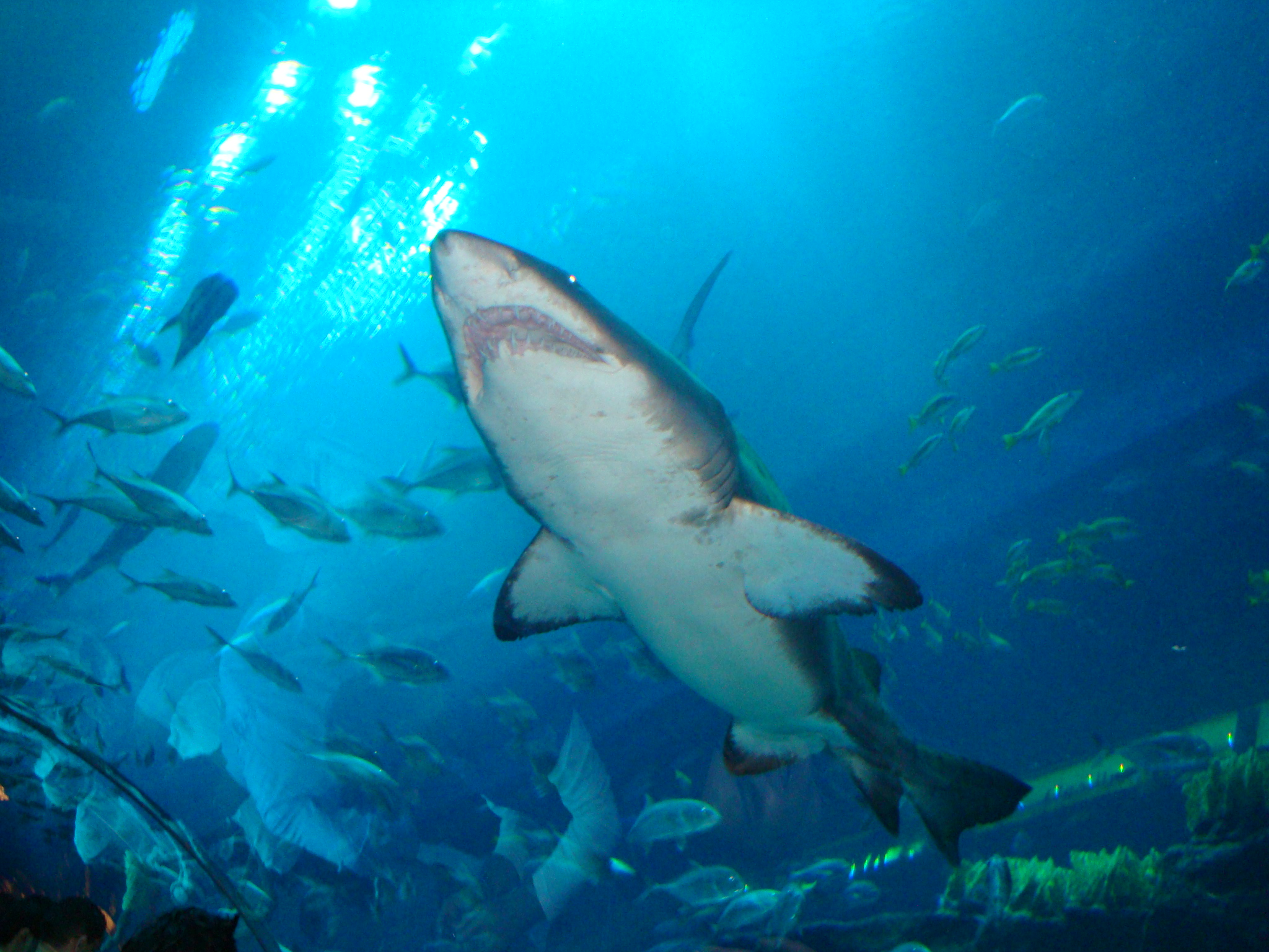 Dubai Mall Aquarium