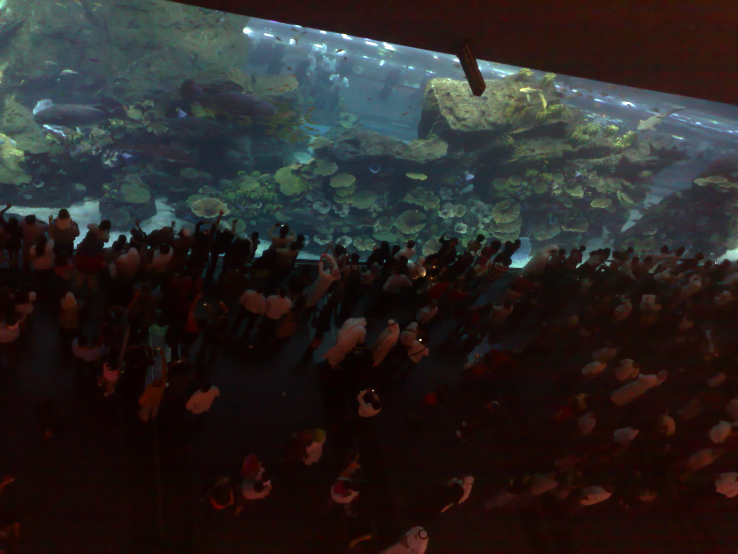 Dubai Mall Aquarium