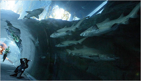 Dubai Mall Aquarium