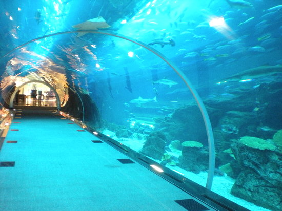 Dubai Mall Aquarium Breaks