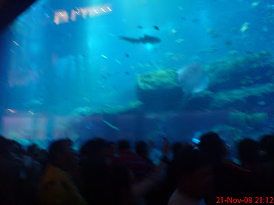 Dubai Mall Aquarium Broke