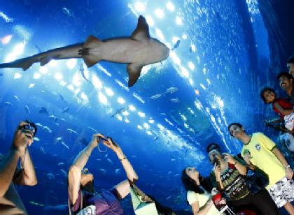 Dubai Mall Aquarium Burst