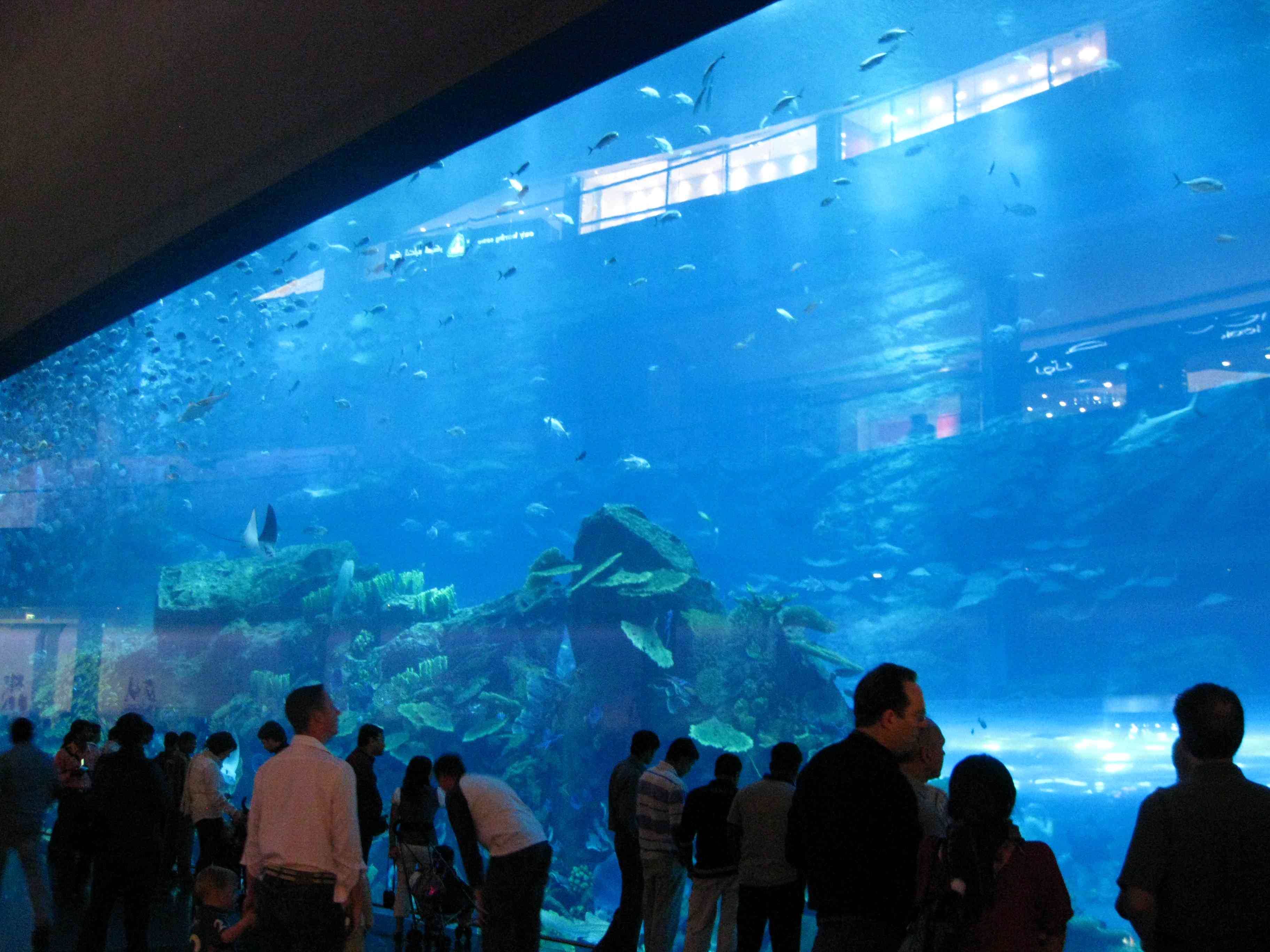 Dubai Mall Aquarium Crack