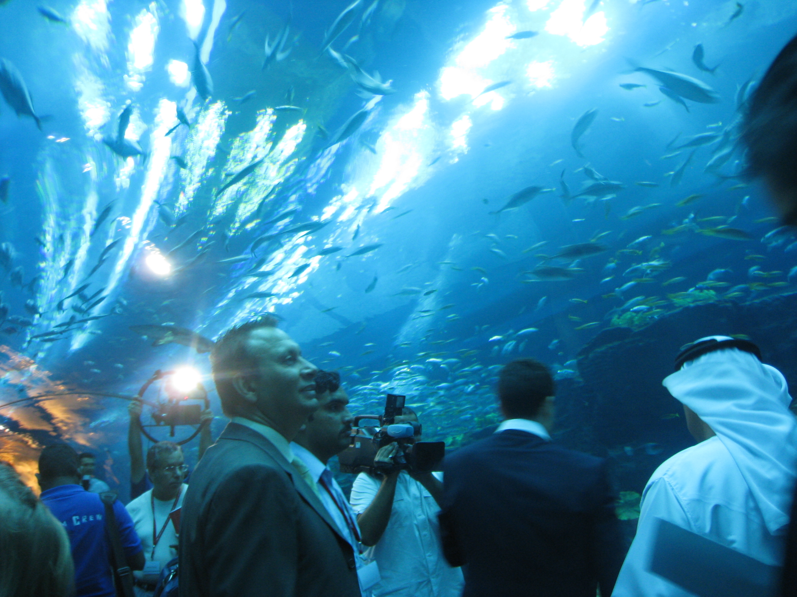 Dubai Mall Aquarium Crack