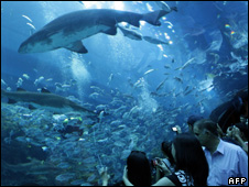 Dubai Mall Aquarium Crack