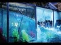 Dubai Mall Aquarium Explodes